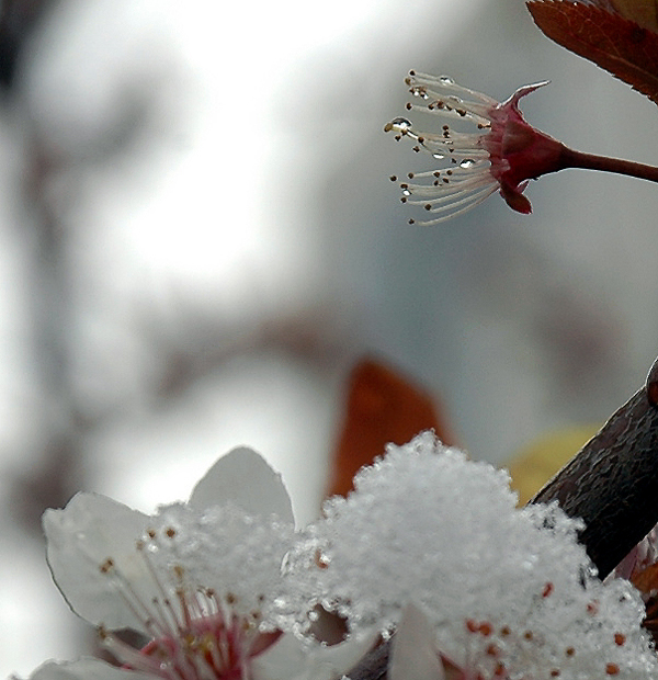 好不容易找到的几粒雪
