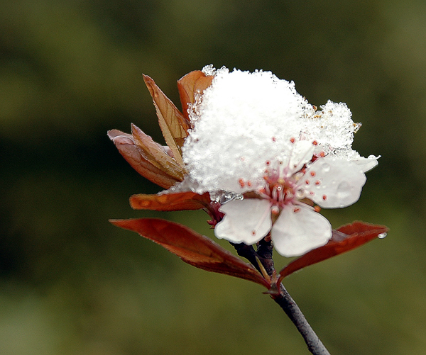 好不容易找到的几粒雪