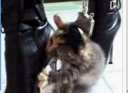 触目惊心，网上再度惊暴女人高跟鞋踩猫事件！