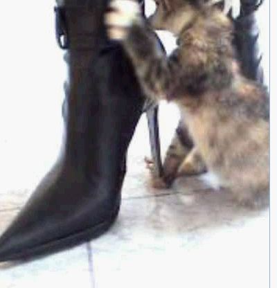 触目惊心，网上再度惊暴女人高跟鞋踩猫事件！