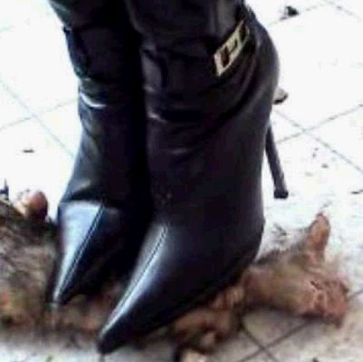 触目惊心，网上再度惊暴女人高跟鞋踩猫事件！