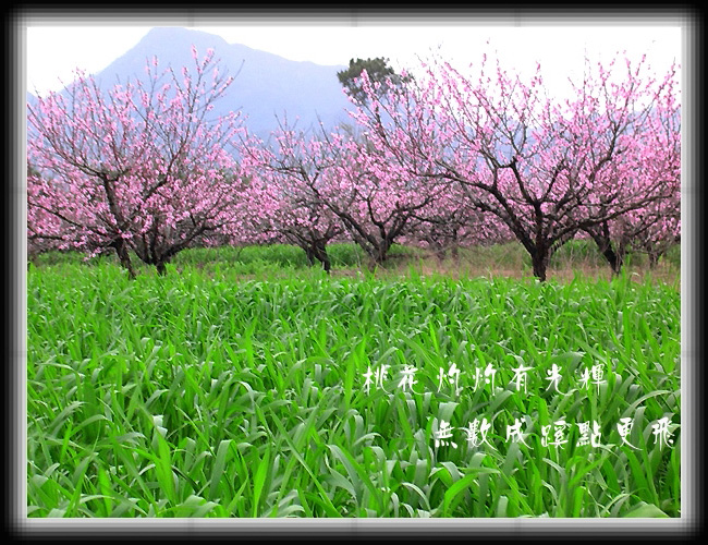 笑春风