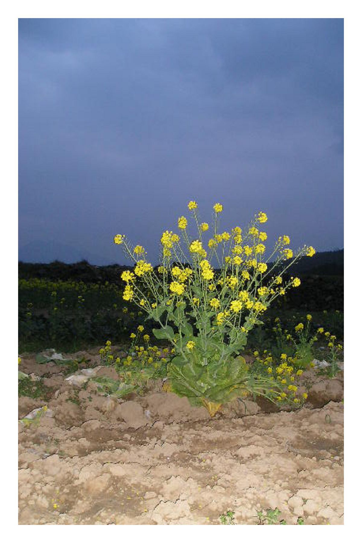 霸王花