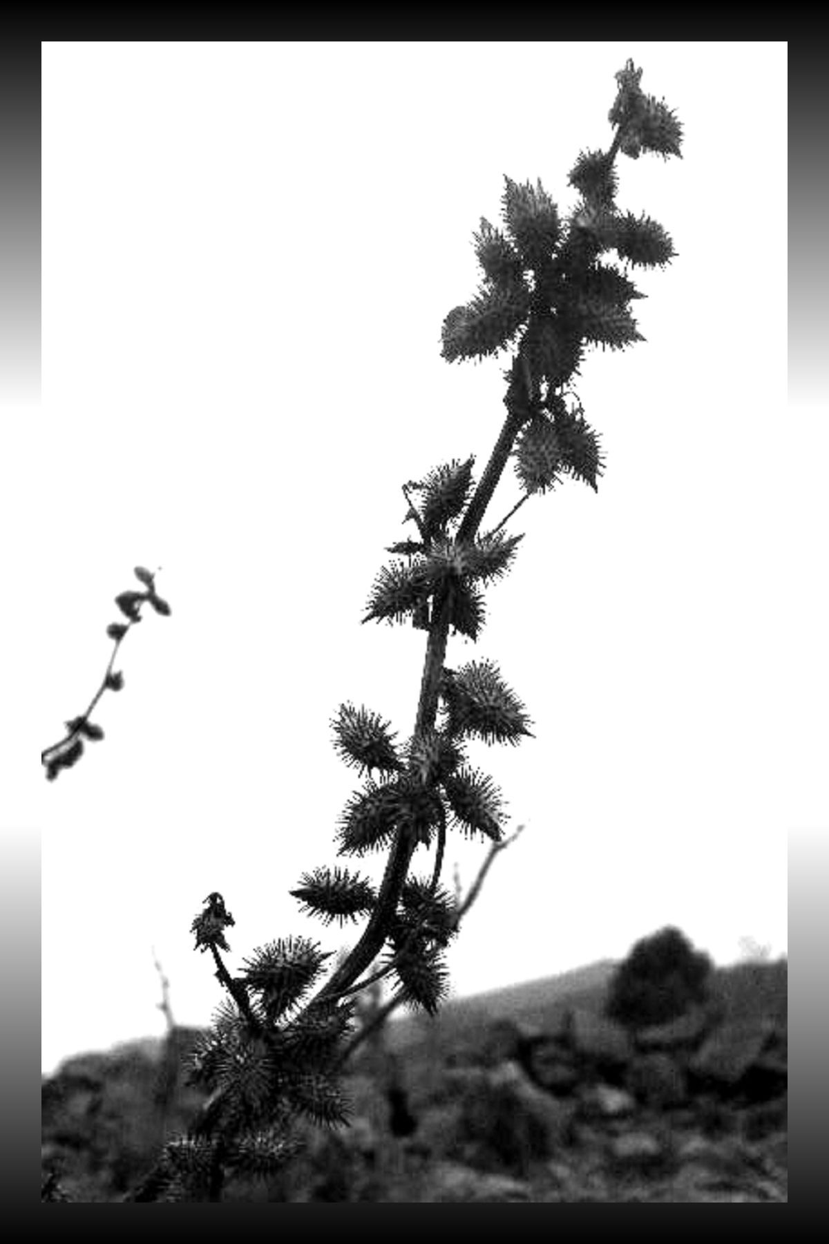 植物系-组图