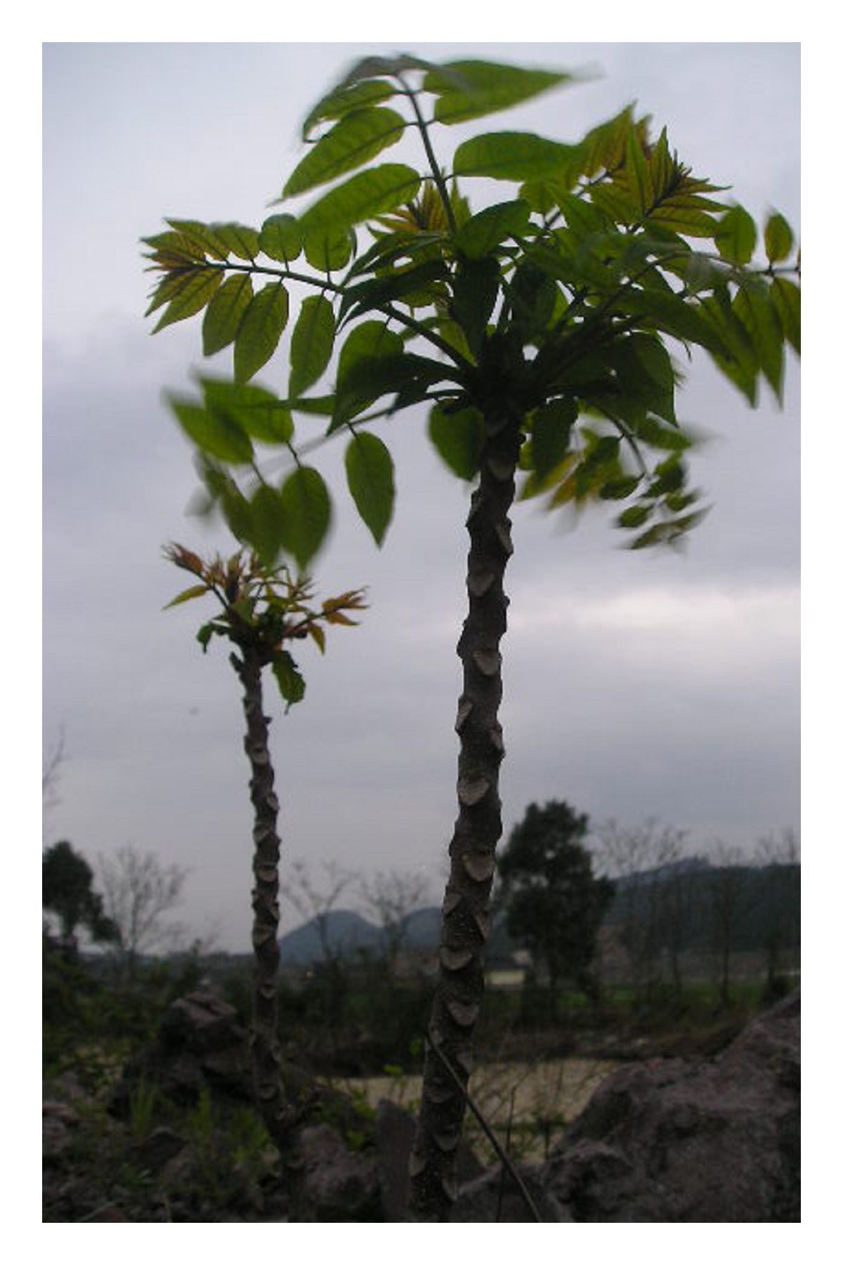 植物系-组图