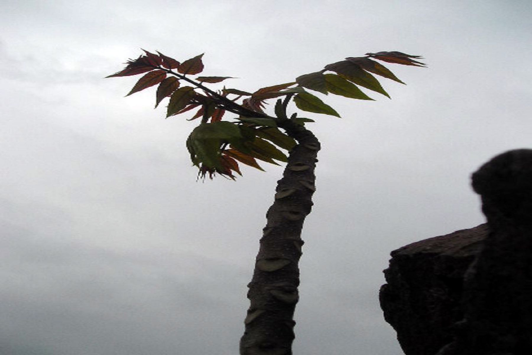 植物系-组图