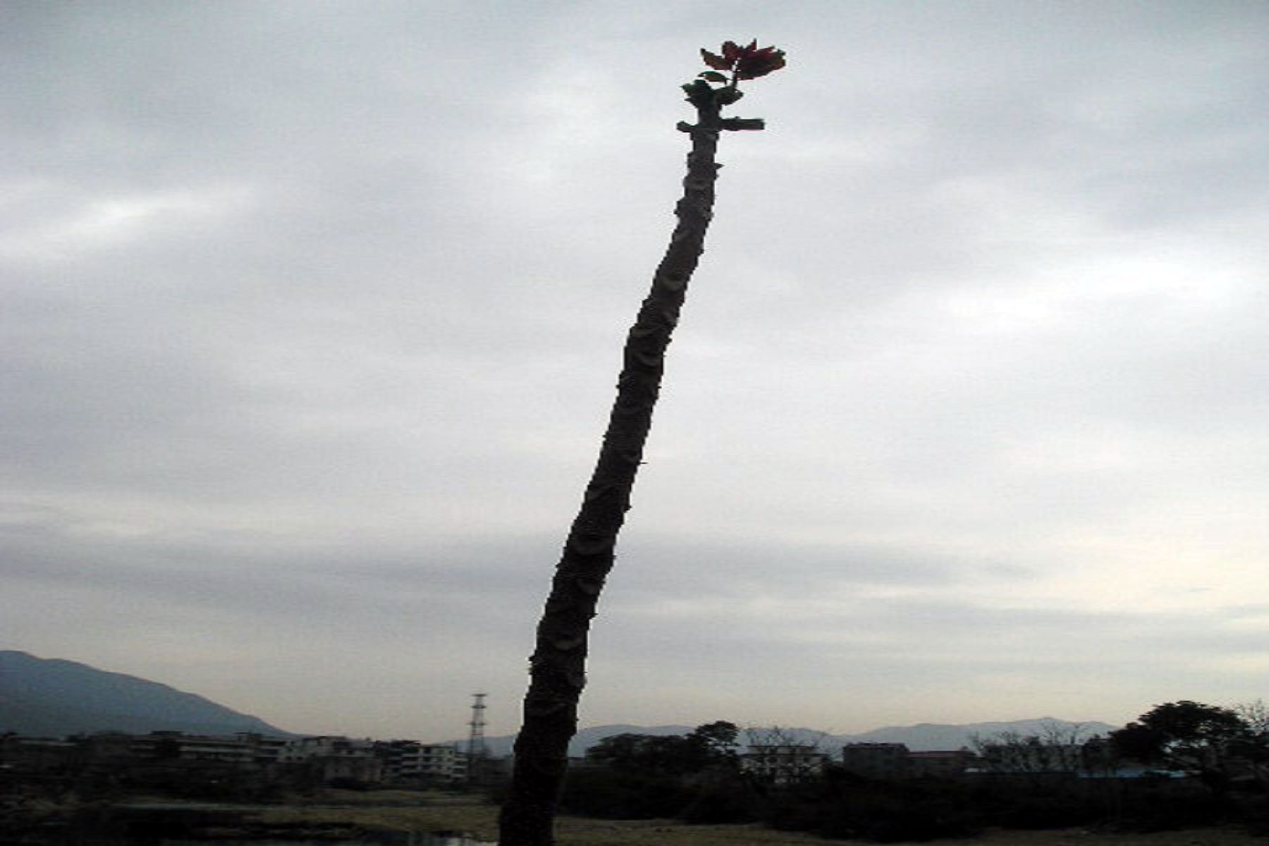 植物系-组图
