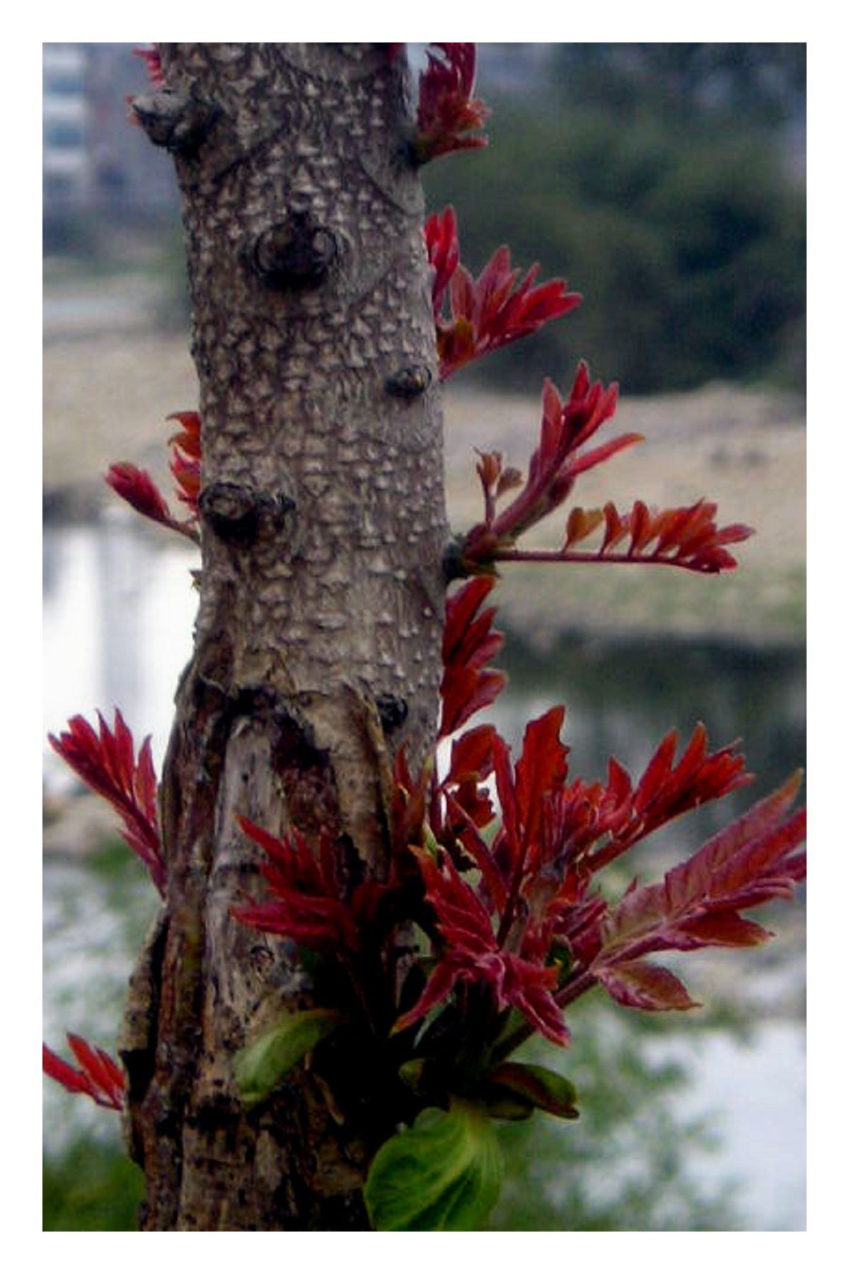 植物系-组图