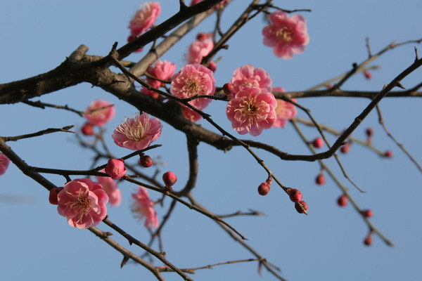 [原创]花