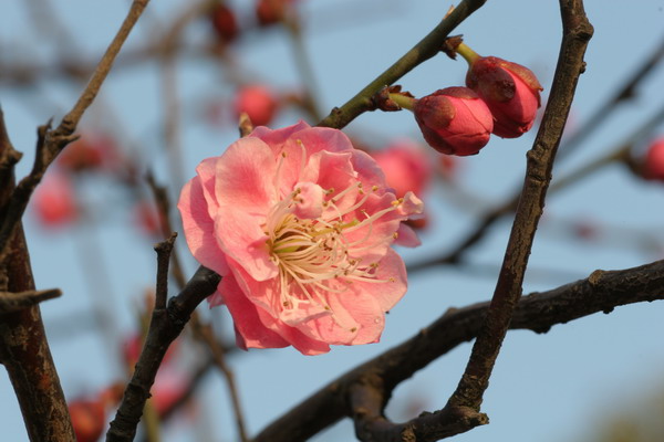 [原创]花