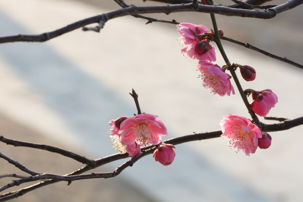 [原创]花