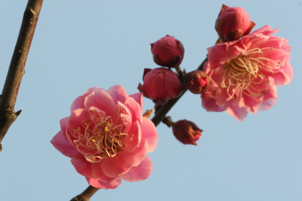 [原创]花