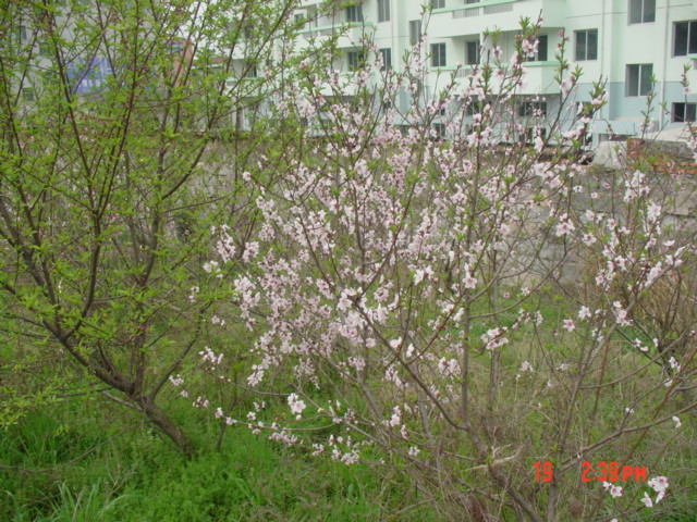 后门的桃花