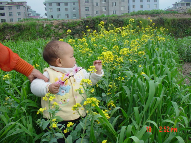 后门的桃花