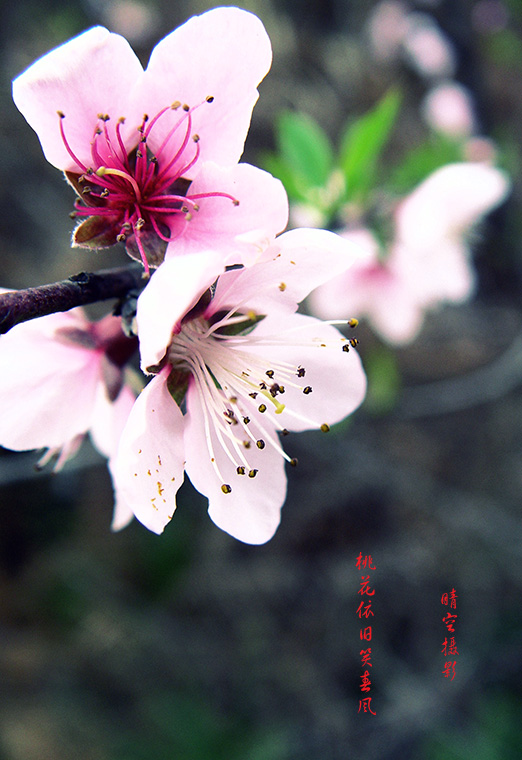 桃花