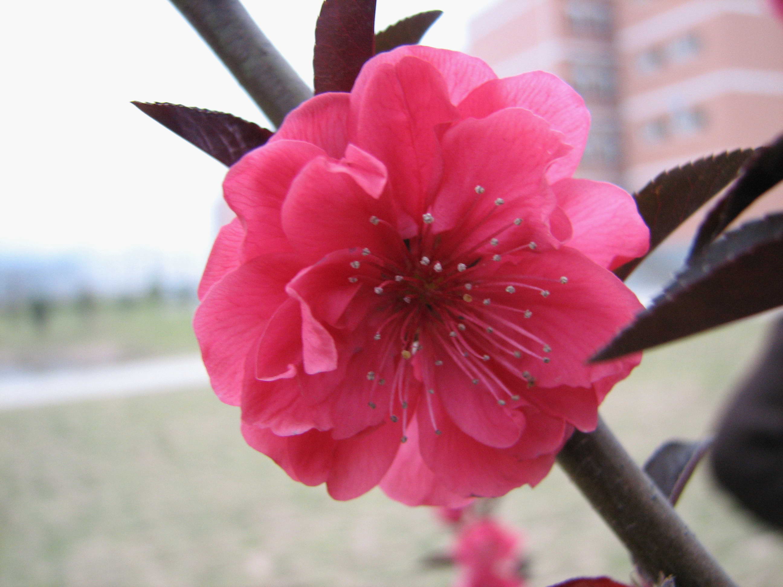 [贴图]3月26拍的花