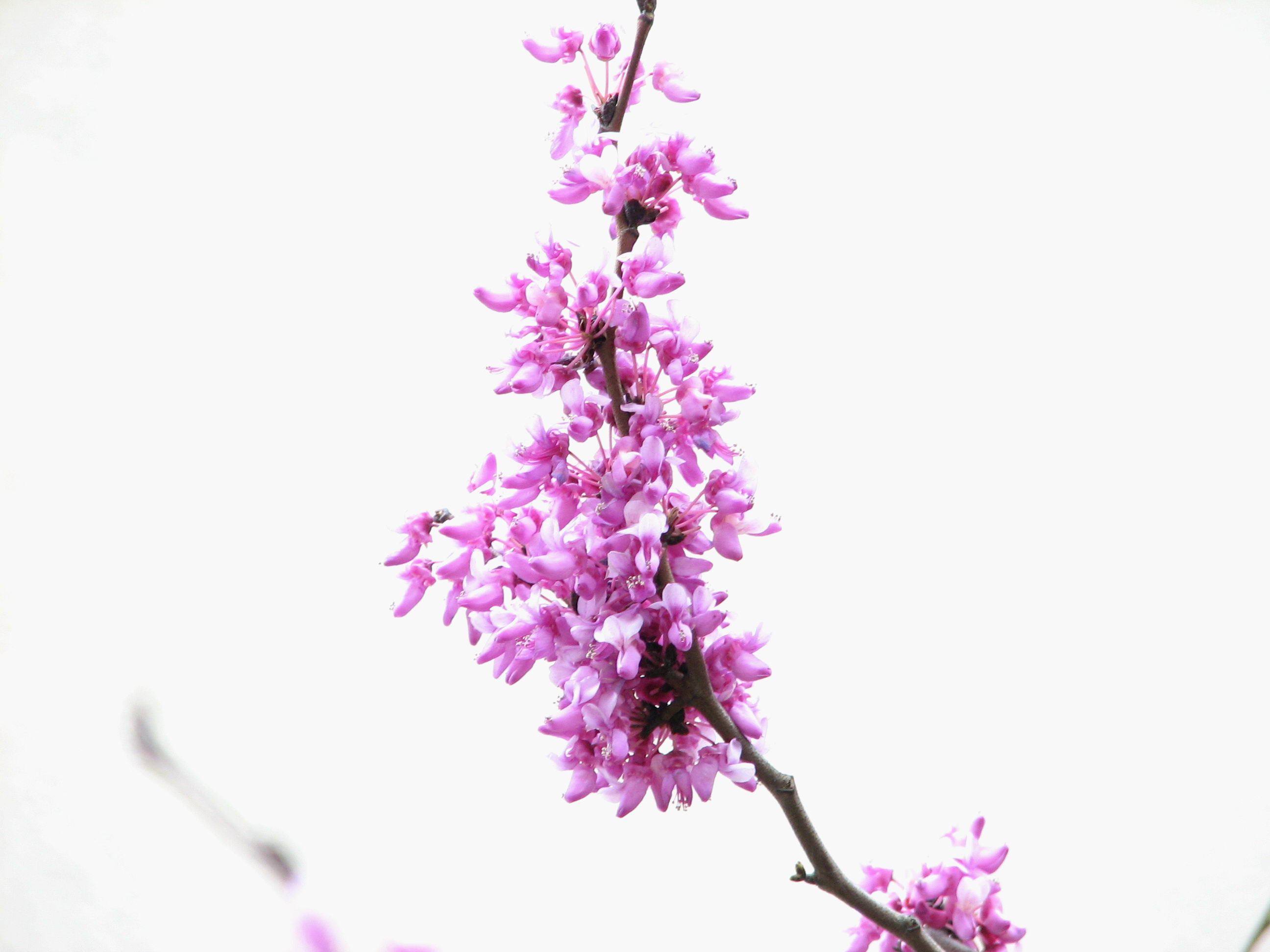 [贴图]3月26拍的花