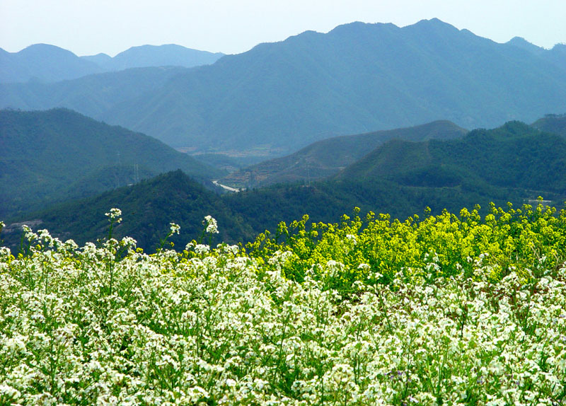 东横山