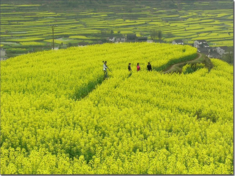 山野春光