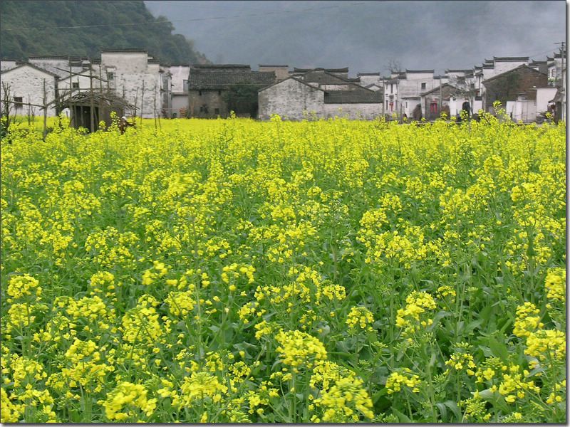山野春光