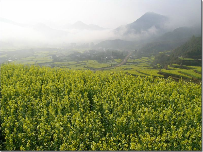 山野春光