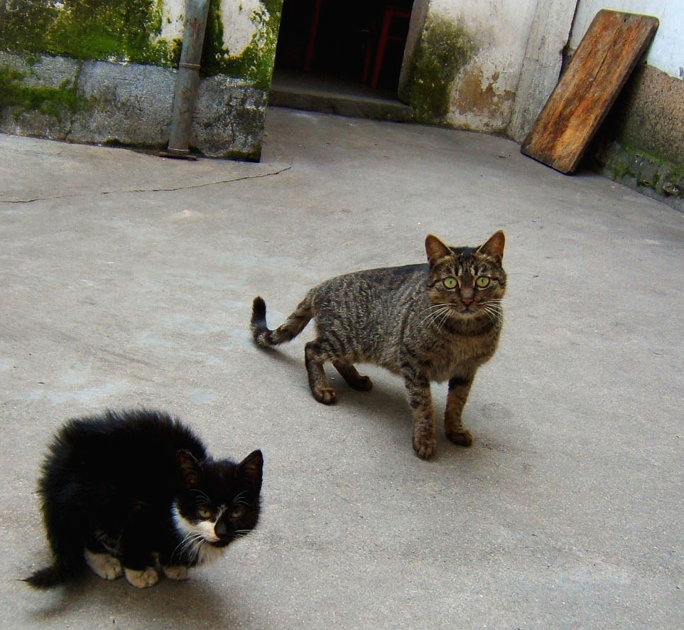 我家的小猫眯