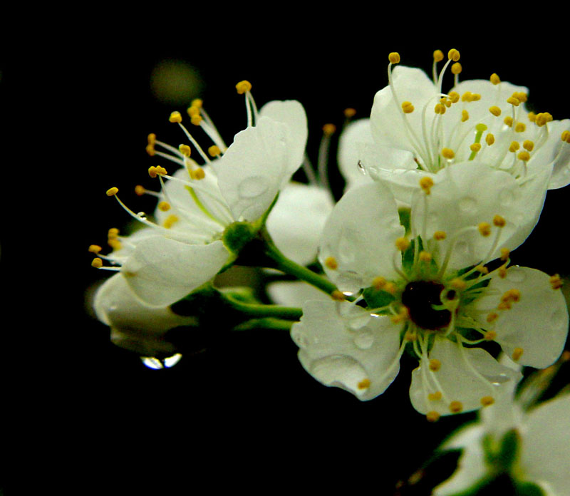 梨花带雨，我见犹怜