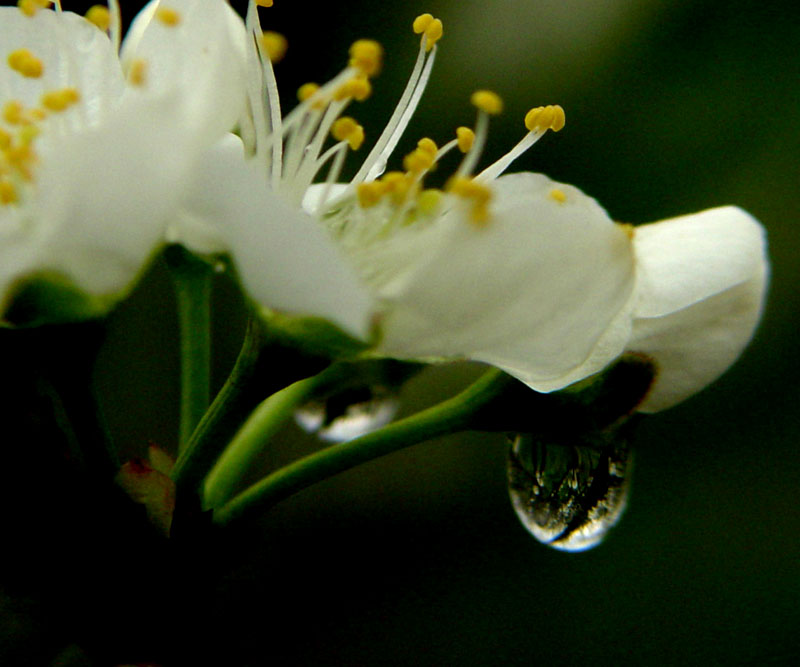梨花带雨，我见犹怜