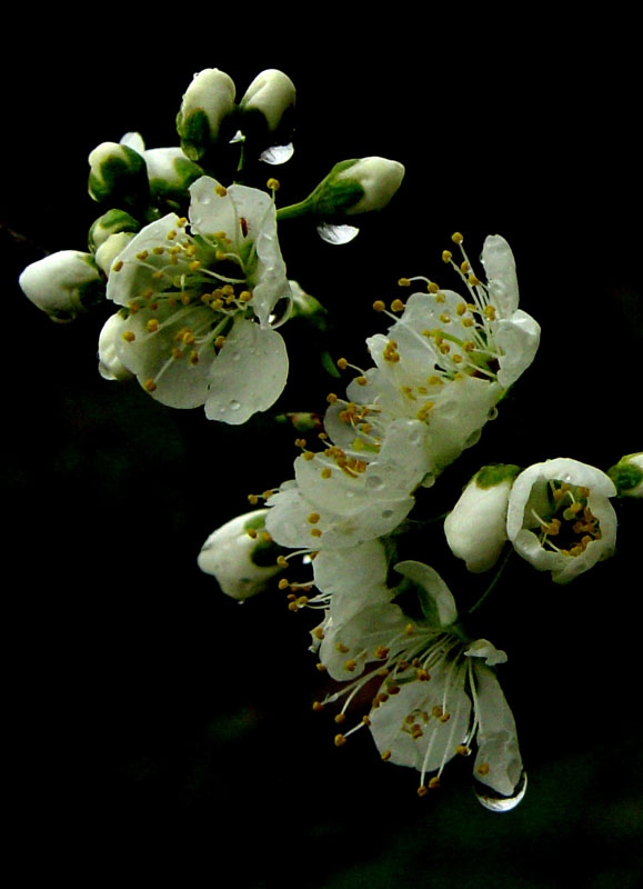 梨花带雨，我见犹怜