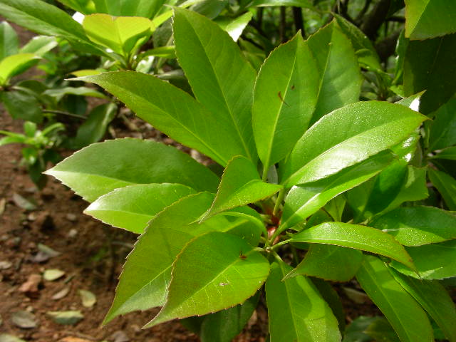新手上路  请多指点