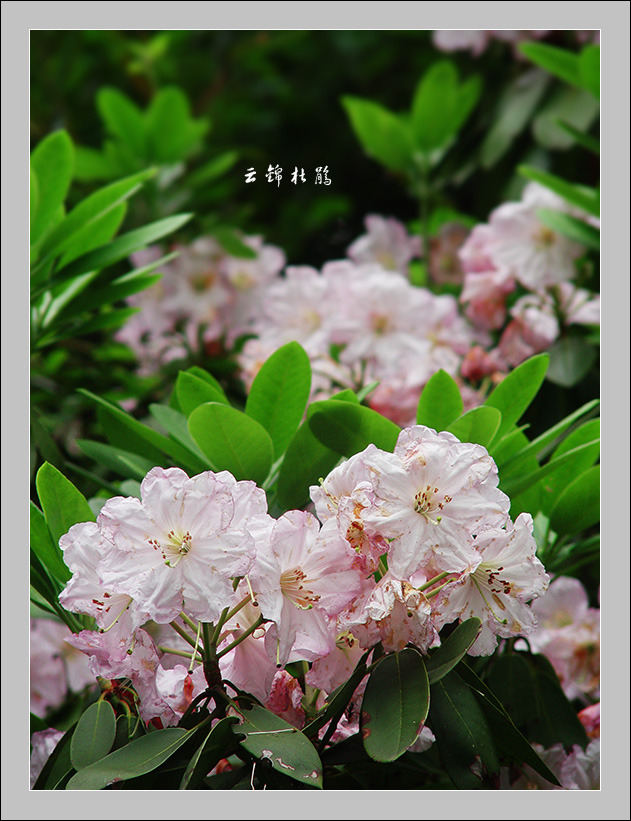 云锦杜鹃