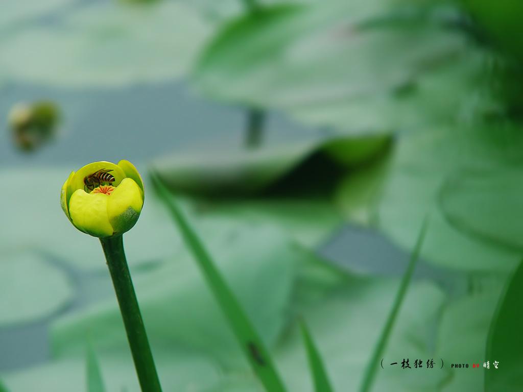 一枝独秀