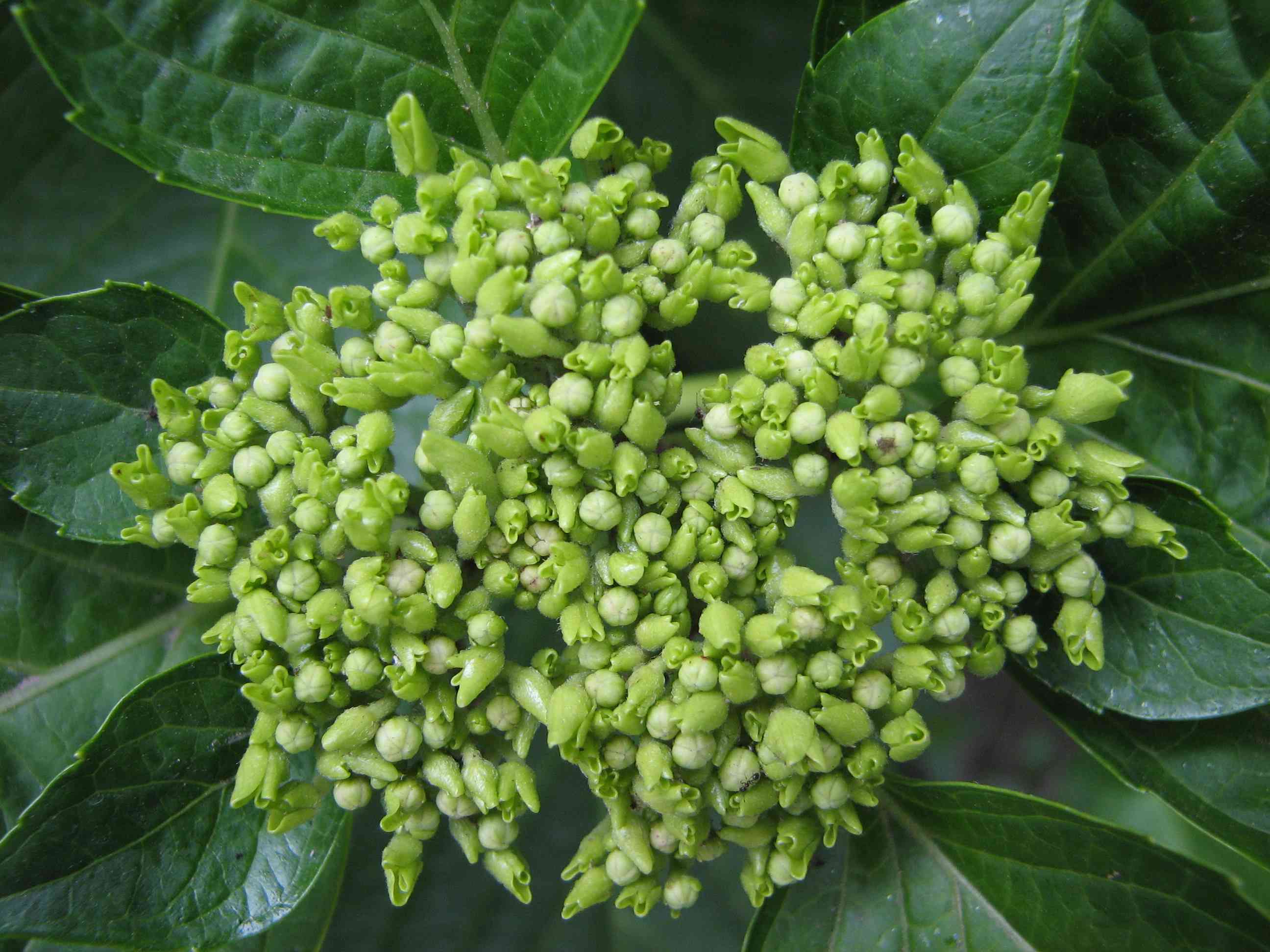 [贴图]5月2日早上乱拍花儿为主