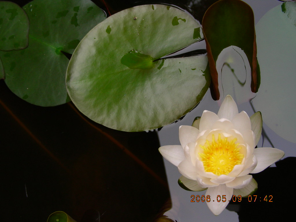 【莲  花】