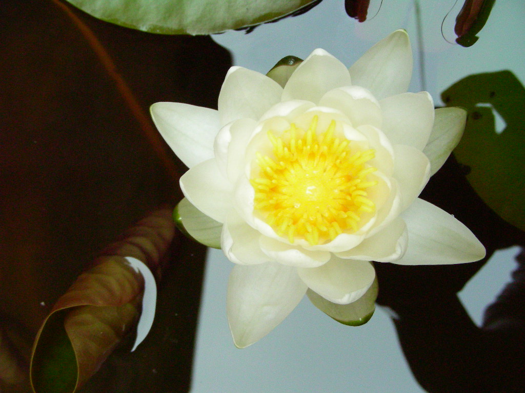 【莲  花】