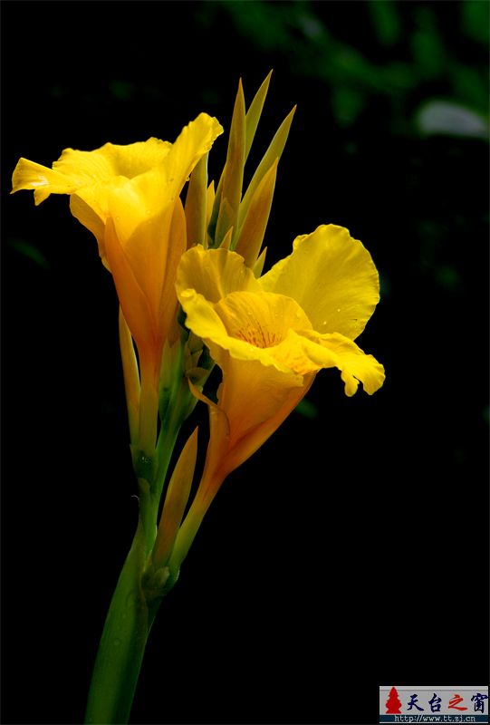 花