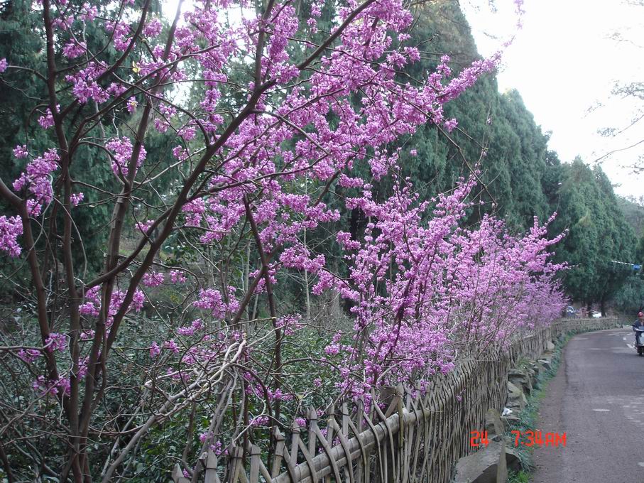 天台山华顶杜鹃吸引着无数的摄影家