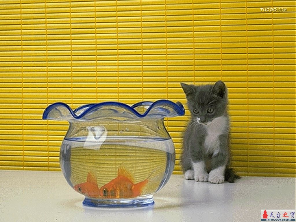 鱼爱上猫