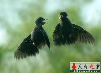 还是鸟片，