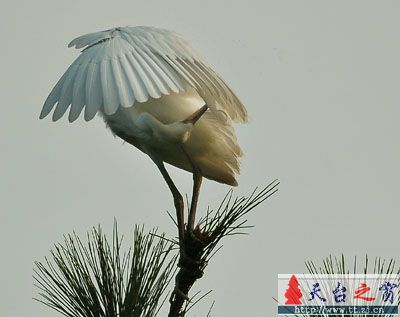 还是鸟片，