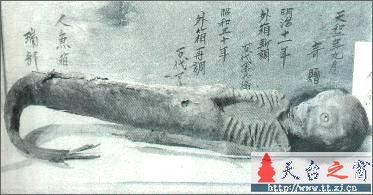 美人鱼