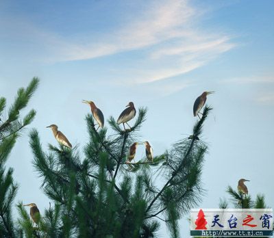 最近拍了大量鸟片，整理了一些发上来先．