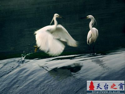 最近拍了大量鸟片，整理了一些发上来先．