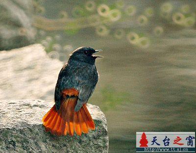 最近拍了大量鸟片，整理了一些发上来先．