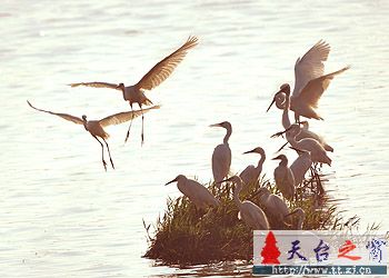 再发鸟片片