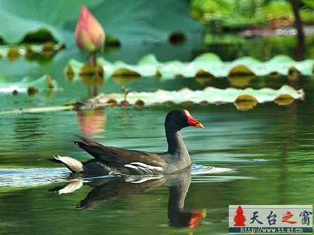 再发鸟片片
