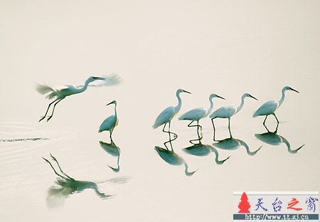 再发鸟片片