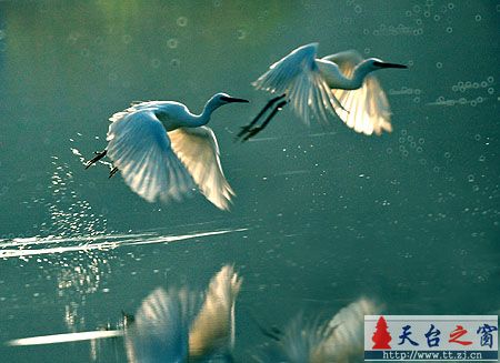 再发鸟片片