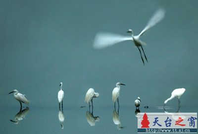还是白鹭