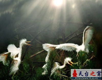 还是白鹭